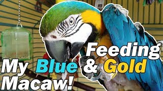 FMPF My macaw is a little spoiled [upl. by Harriman845]