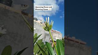 Flower 🌼 on terrace garden shorts viralvideo terracegardening [upl. by Tomkins154]