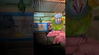 Blue Headed Pionus  Hand tame AV BIRDS [upl. by Methuselah68]