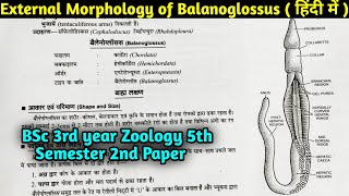 External Morphology of Balanoglossus in Hindi  BSc 3rd year Zoology 5th semester Second Paper [upl. by Rumery]