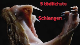 5 tödliche Schlangen [upl. by Flannery]