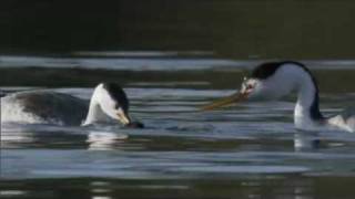 Life  Clarks Grebe The Courtship Dance  BBC One [upl. by Edieh]