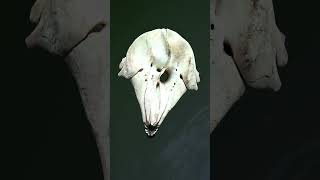 Dwarf Sperm Whale skull [upl. by Perr144]