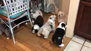 Australian Shepherd puppies herding [upl. by Elconin]