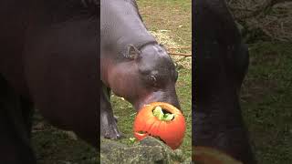 Animals enjoy pumpkins for Halloween festivities at Brookfield Zoo Chicago [upl. by Irrej]