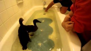 The little Cayuga ducklings taking a bath and chasing fish [upl. by Alana]