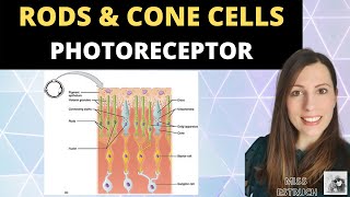 Rods and Cone cells Photoreceptors in the human retina Alevel Biology Nervous System [upl. by Hyland]