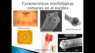 Generalidades Cestodes  Catedra Parasitología EMJV UCV [upl. by Chaddie127]