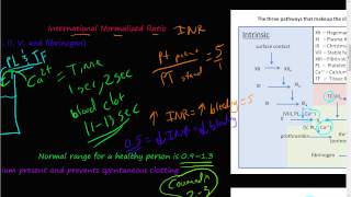 52  prothrombin time PT partial thromboplastin time PTT International normalized ratio INR [upl. by Aklam]