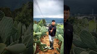 Cactus Pruning Techniques For High Yield Fruits farming agriculture satisfying [upl. by Jori]