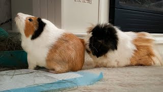 The Cunning Strategy of a Guinea Pig How to Trick Your Brother for More Food [upl. by Ausoj]