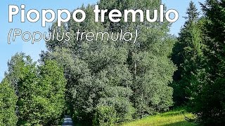 Pioppo tremulo Populus tremula [upl. by Tamanaha749]