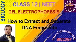 Gel Electrophoresis Process of Separation And Isolation Of DNA Fragments [upl. by Aynik]