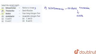 Select the correct match ANirosomonas Nitrite to nitrateBThiobacillus  Denitrificati [upl. by Euf]