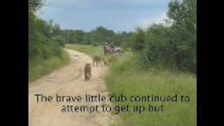 Battle at Sabi Sands Game Reserve [upl. by Ihc671]