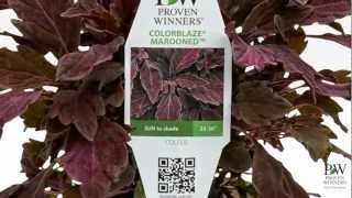 Proven Winners® Gardener Channel Proven Winners® Colorblaze® Series Solenostemon Coleus [upl. by Maitilde]