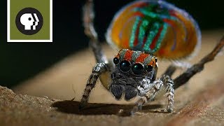 Peacock Spider Mating Dance [upl. by Emelita519]