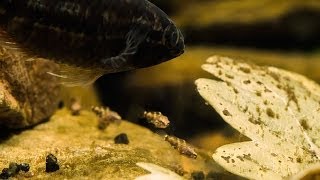 Nannacara anomala Golden Dwarf Cichlid with fry [upl. by Swee]