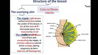 Anatomy of the Breast  Dr Ahmed Farid [upl. by Enimzaj]