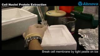 Cell Nuclei Protein Extraction [upl. by Nosnej557]