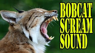 Bobcat Scream Sound Lynx Sound Of a Bobcat Lynx Bobcat Sounds at Night Lynx Wild Bobcat Voice [upl. by Nimaynib530]