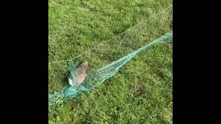 Catching rabbits using ferrets  Ferreting rabbit hunting [upl. by Atoel701]