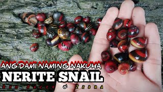 Andaming Nerite snails 😍 [upl. by Nanni]