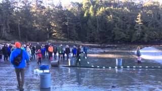 Ucluelet Spring Events  Pacific Rim Whale Festival  Beach Seine Interactive [upl. by Adnima]