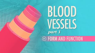 Blood Vessels Part 1  Form and Function Crash Course Anatomy amp Physiology 27 [upl. by Lauzon891]