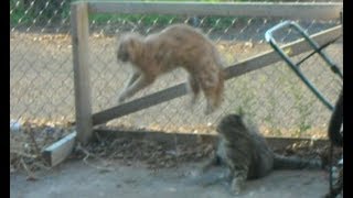 Greatest Cat Fight EVER Catfight Round 1 Fur Flying Frenzie [upl. by Labors]