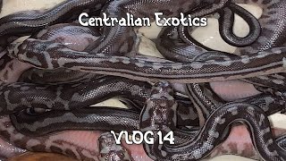 BABIES BABIES EVERYWHERE 2021 Morelia Bredli Hatchlings  Centralian Exotics VLOG 14 [upl. by Nyleda]