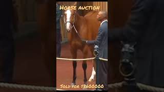 Unbelievable Deal at the Horse Auction You Have to See Thisyellowman [upl. by Fillender]