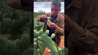 Cactus Fruit Harvesting  shortvideo [upl. by Stanwood351]