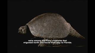 Pliocene Epoch  Florida Fossils Evolution of Life and Land [upl. by Neeruan]