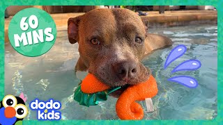 Pit Bull Is OBSESSED With The Pool And More Hilarious Dogs  1 Hour Of Animal Videos  Dodo Kids [upl. by Yelyk163]