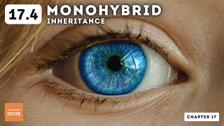 IGCSE Biology  Monohybrid inheritance 174 [upl. by Zorina]