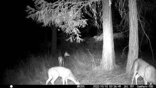 Whitetailed Deer Odocoileus virginianus in October 2022 [upl. by Anead]