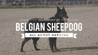 GROENENDAEL BELGIAN SHEEPDOG ALL ABOUT HERDING [upl. by Nigle103]