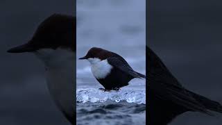 How is the splash Im making A diving expert among birdsWhitethroated Dipper Cinclus cinclus [upl. by Maibach33]