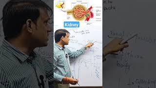 Malpighain Body  Glomerulus  Bowmans capsule malpighianbody glomerulus bowmancapsule kidney [upl. by Frederik567]