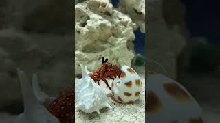 Shells saltwatertank saltwaterfish aquarium ocean petcare [upl. by Wolpert]