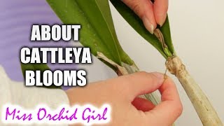 Cattleya Orchid buds sheaths and spikes  small practical guide [upl. by Gorey]