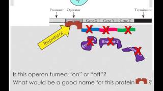 Repressible and Inducible Operons [upl. by Kotz]