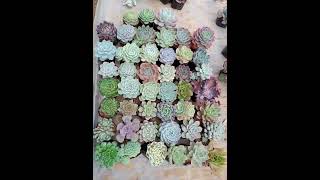 succulent succulentvarieties succulent succulents forsale trending reels highlights [upl. by Meara948]