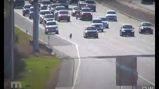 Dog Running Loose on Highway in Coon Rapids Minnesota [upl. by Hennie]