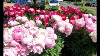 Пионы Adelman Peony Gardens Salem OR [upl. by Elsey]