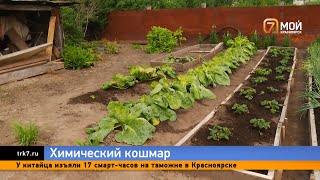 Под Красноярском у жителей погибли огороды после распыления в воздухе неизвестных химикатов [upl. by Sarita]