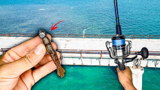 The “Secret” FL Keys Bait Shops Don’t Want YOU To Know… [upl. by Berlyn]