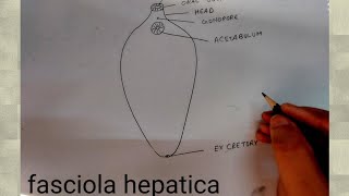 how to draw fasciola hepatica [upl. by Laina]