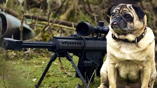 Sniper Pug [upl. by Ella]